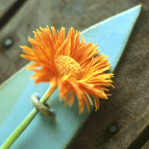 Flower Detail